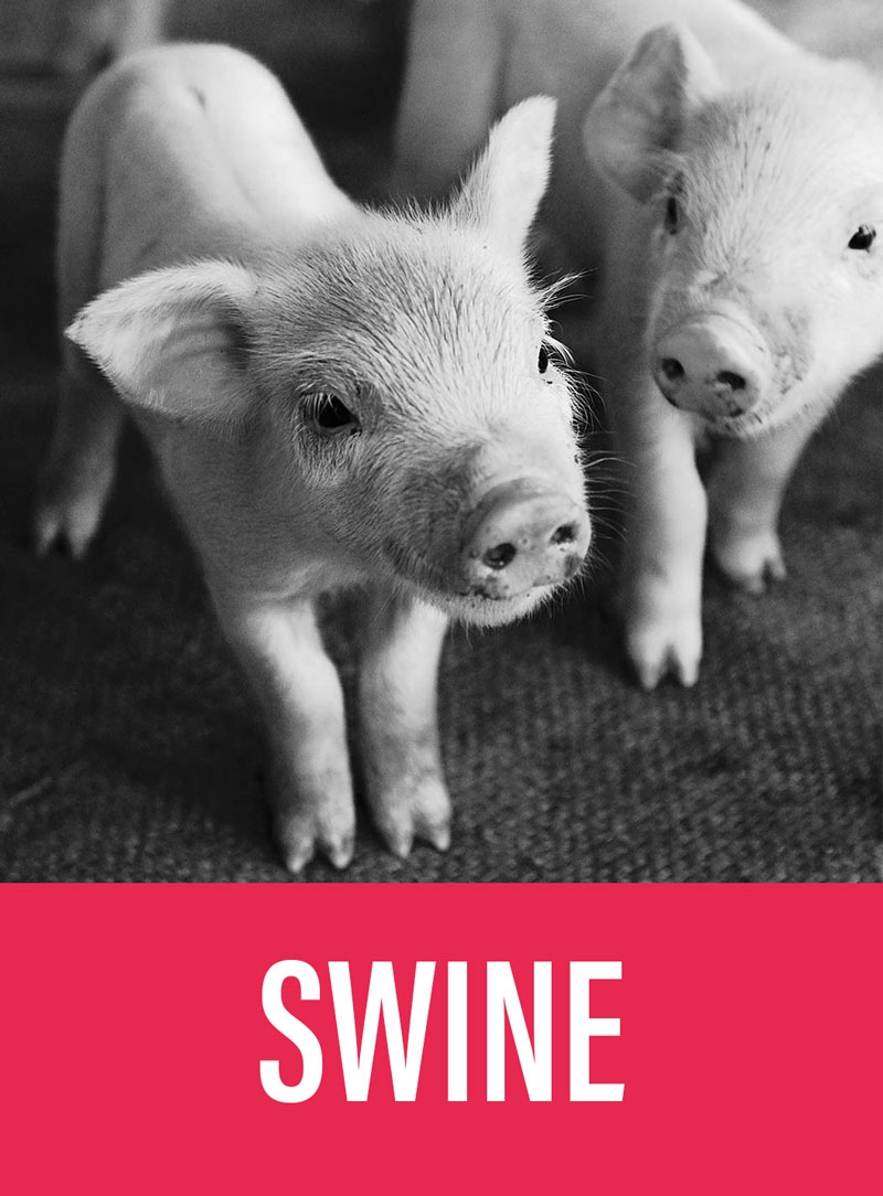More info about swine sector Swine Sector