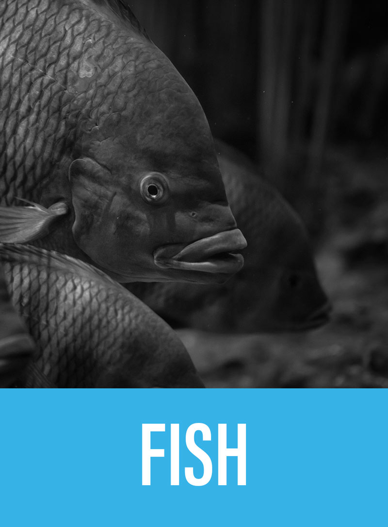 More info about fish sector Fish sector