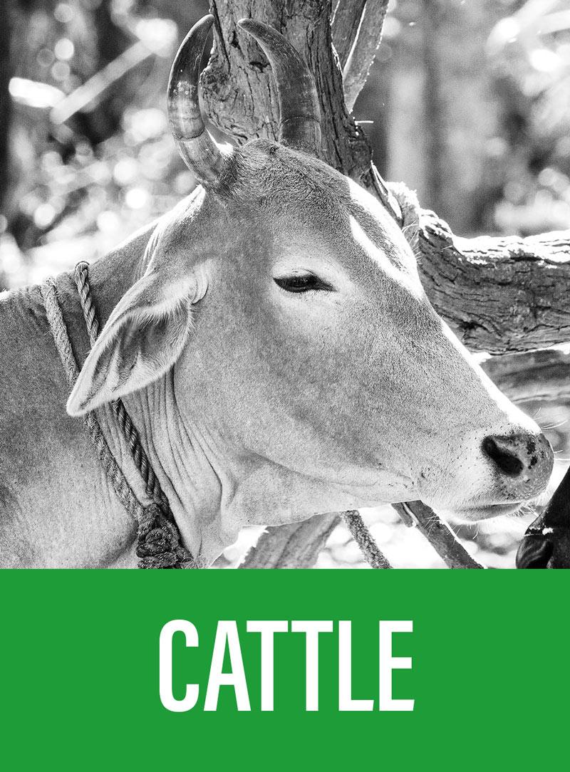 Cattle sector